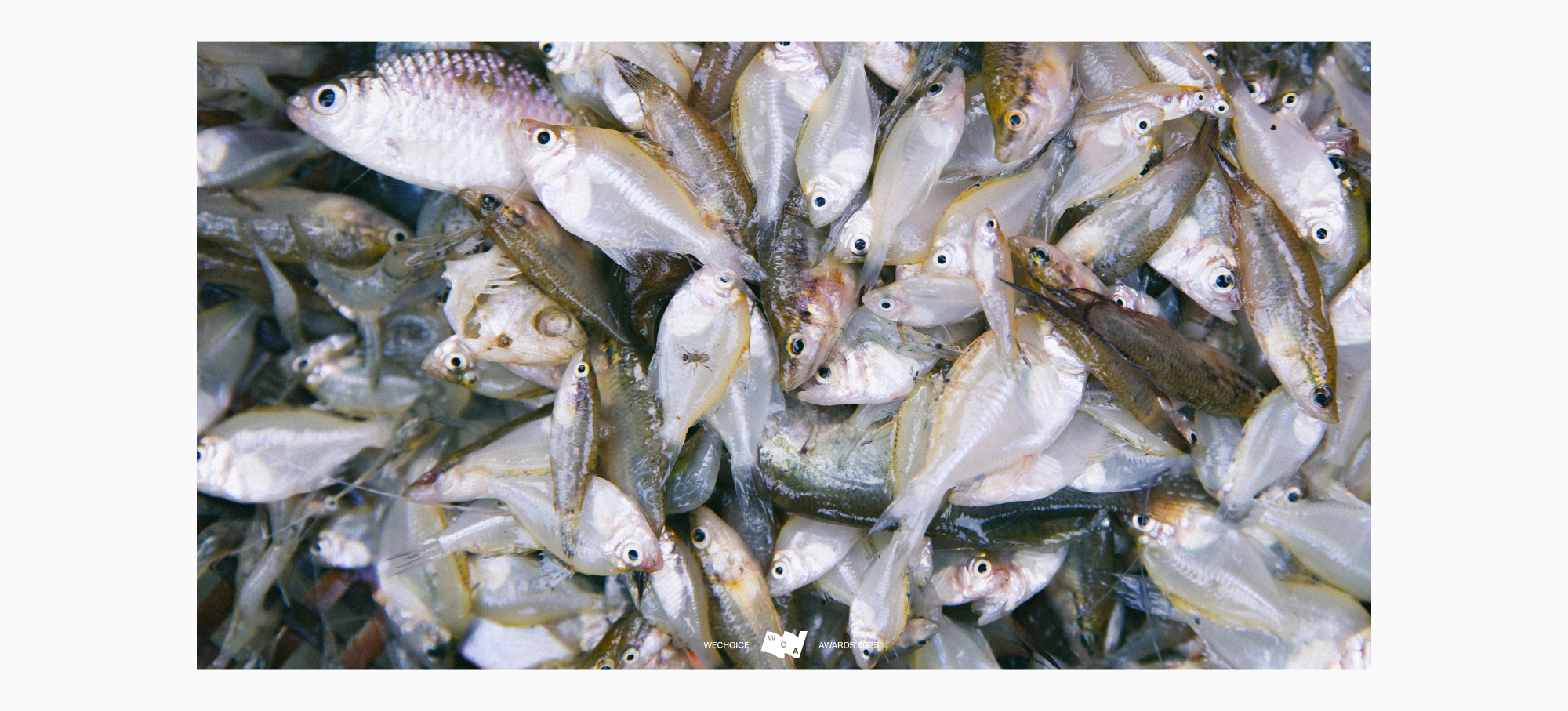 Chàng chăn vịt Lê Tuấn Khang “mần” video từ ve chai, xóm làng mà nổi tiếng, mát lòng mát dạ dân miền Tây- Ảnh 4.