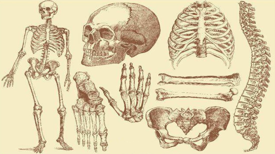 Con người sở hữu 206 kh&uacute;c xương, nhưng người Trung Quốc lại chỉ c&oacute; 204 kh&uacute;c? Hai kh&uacute;c xương bị thiếu đ&atilde; đi đ&acirc;u?- Ảnh 2.