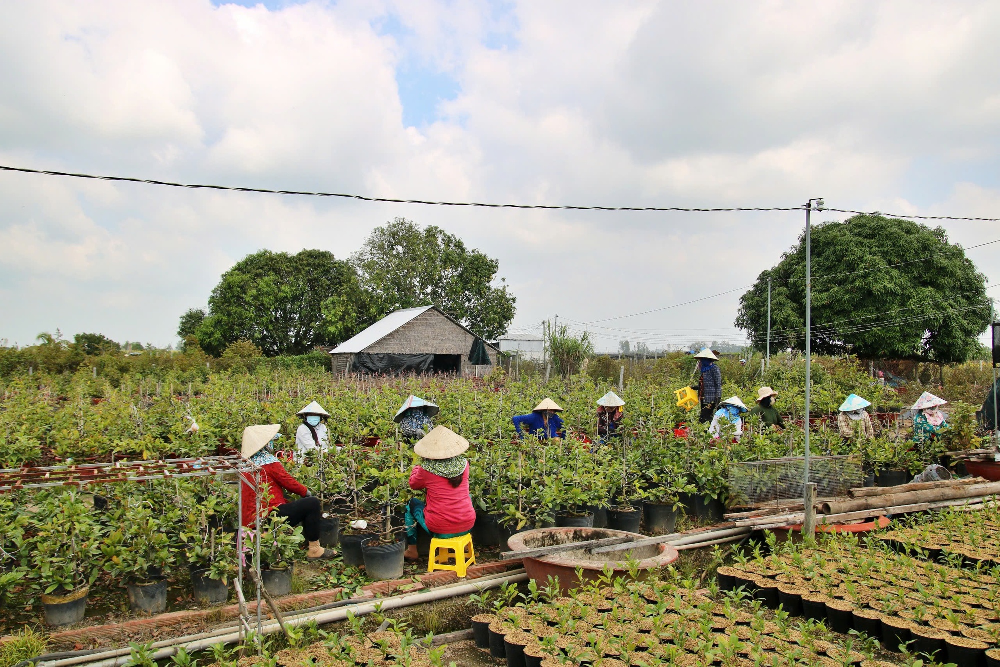 Bất ngờ với giống hoa Tết c&oacute; tới h&agrave;ng chục c&aacute;nh, được giới s&agrave;nh chơi đặc biệt săn đ&oacute;n - Ảnh 1.