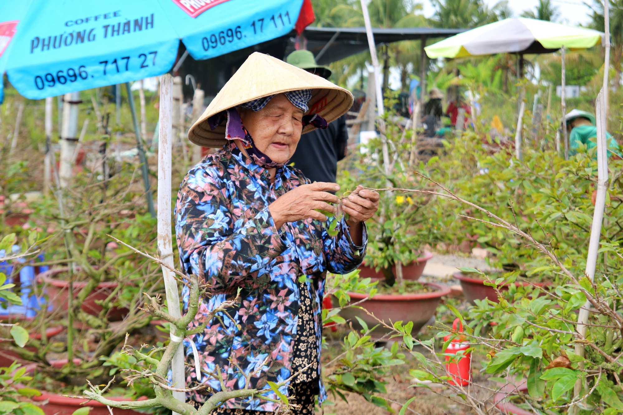 Bất ngờ với giống hoa Tết c&oacute; tới h&agrave;ng chục c&aacute;nh, được giới s&agrave;nh chơi đặc biệt săn đ&oacute;n - Ảnh 2.