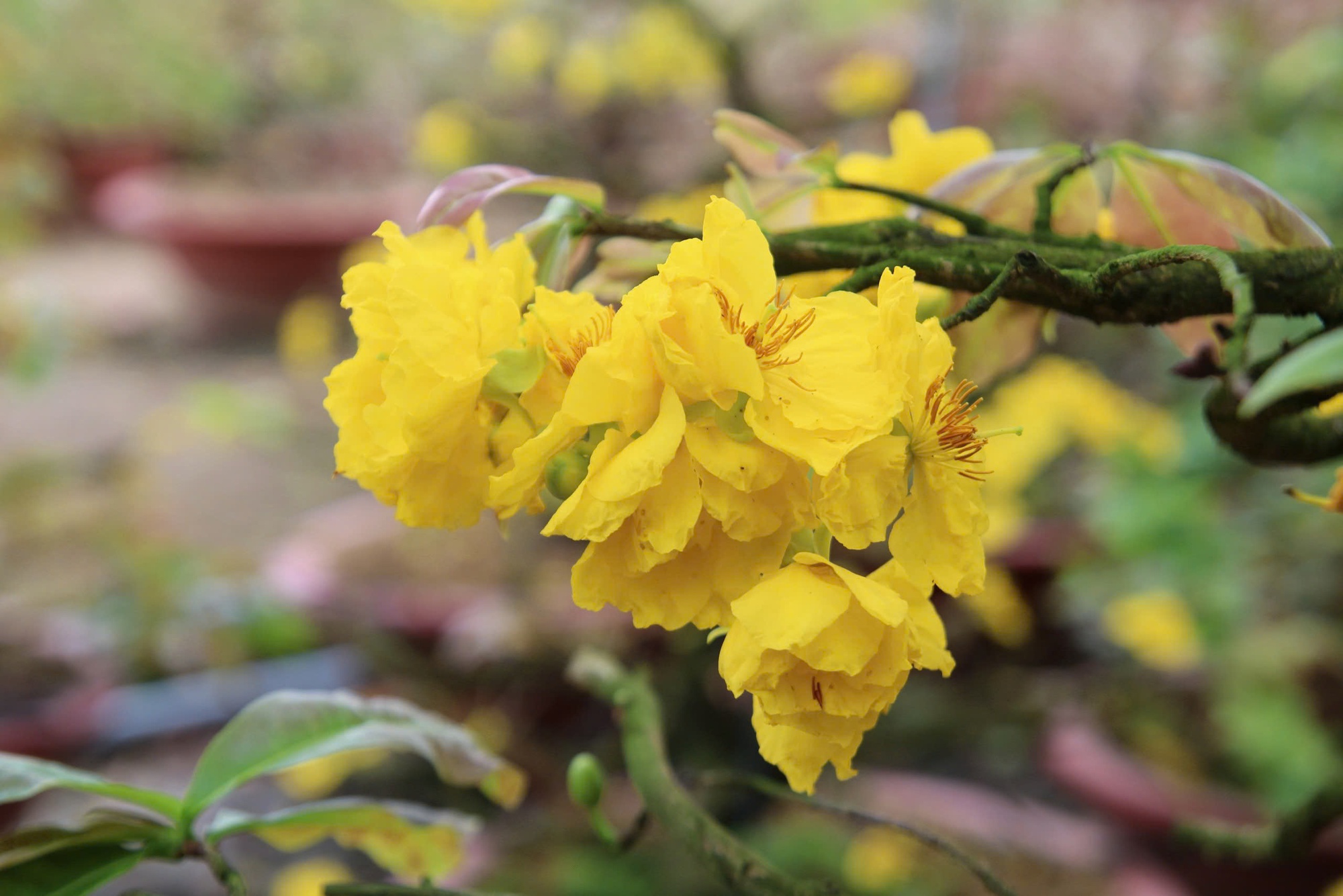 Bất ngờ với giống hoa Tết c&oacute; tới h&agrave;ng chục c&aacute;nh, được giới s&agrave;nh chơi đặc biệt săn đ&oacute;n - Ảnh 3.