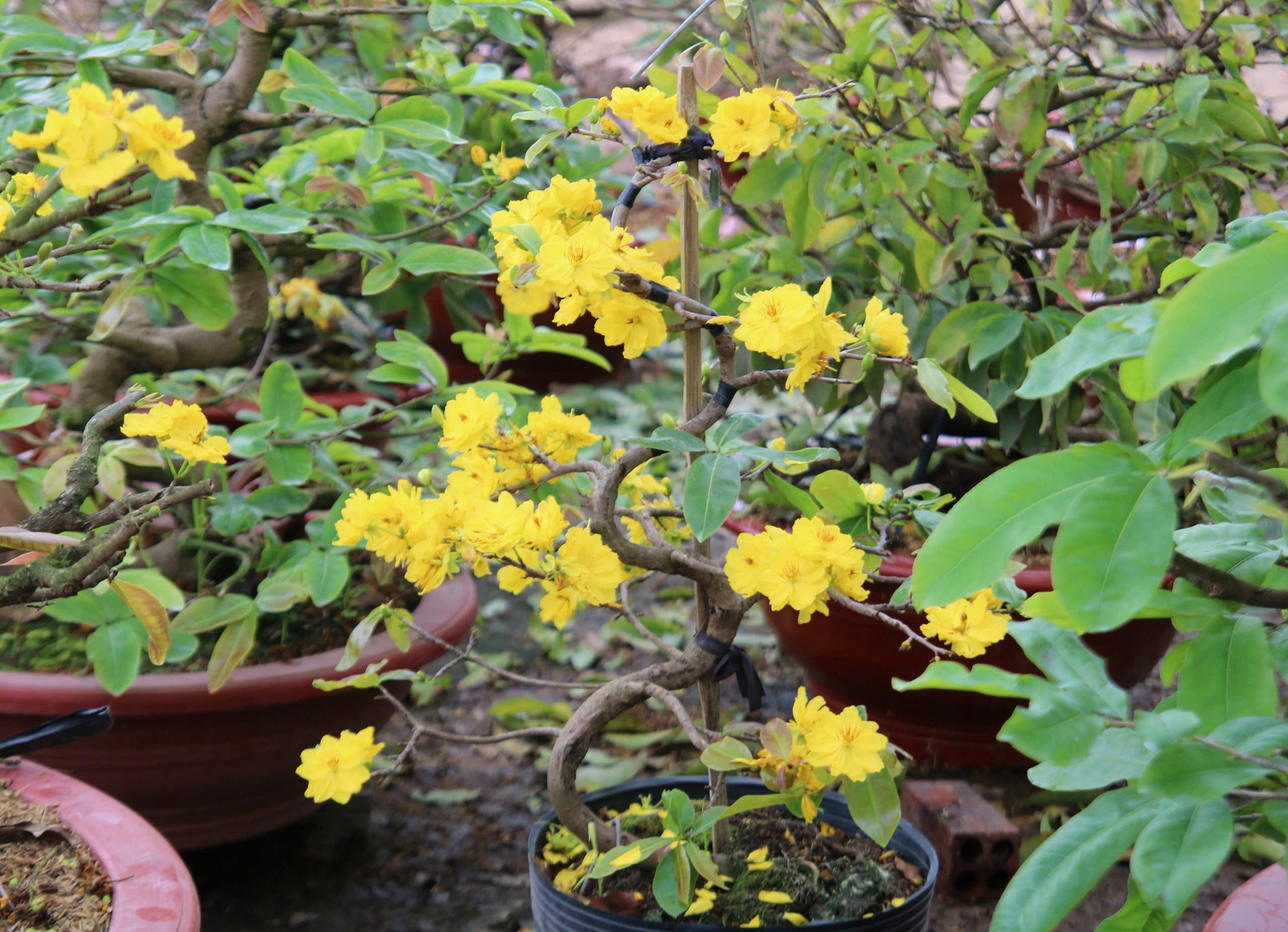 Bất ngờ với giống hoa Tết c&oacute; tới h&agrave;ng chục c&aacute;nh, được giới s&agrave;nh chơi đặc biệt săn đ&oacute;n - Ảnh 5.