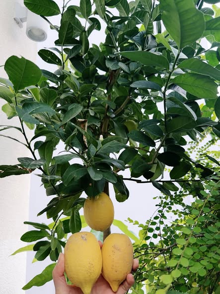 Tết tràn vào biệt thự 1.000m2 của Hoa hậu "34 năm không có người kế vị"- Ảnh 5.