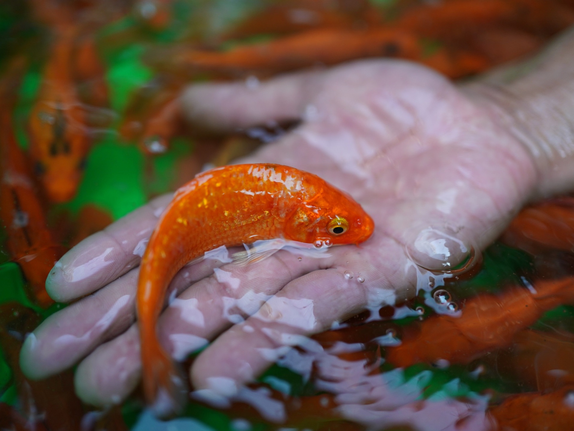 Cúng ông Công ông Táo món gì để cả năm 2026 nhiều may mắn, tài lộc?- Ảnh 1.