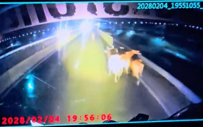 Đ&agrave;n b&ograve; rơi khỏi xe tải tr&ecirc;n tuyến cao tốc Vĩnh Hảo - Phan Thiết, giao th&ocirc;ng rối loạn trong đ&ecirc;m- Ảnh 1.