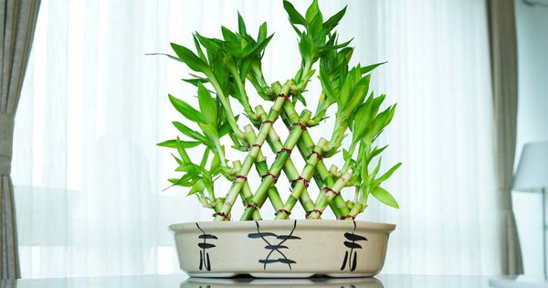 Người mỡ m&aacute;u cao n&ecirc;n ăn g&igrave; dịp Tết? - Ảnh 3.