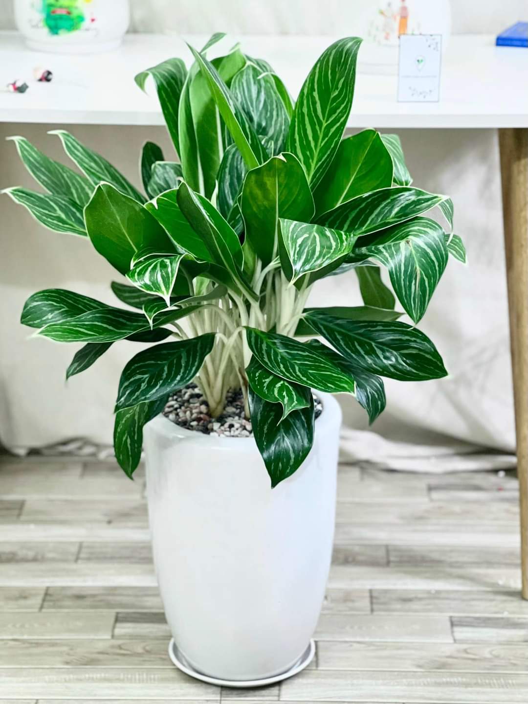 3 loại cây “hút” tài lộc, nên đặt trong nhà năm Bính Ngọ - Ảnh 1.