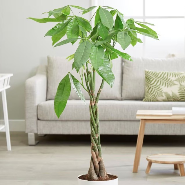 4 Loại Cây Cảnh Nên Trồng Năm Bính Ngọ Cay Kim Ngan 1770349863430 17703498637411094618853 1770364044760 17703640450562011919608