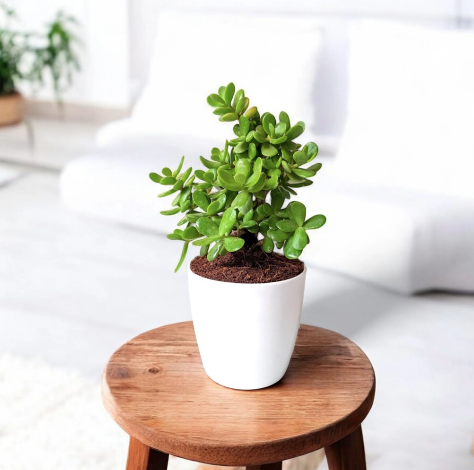 4 Loại Cây Cảnh Nên Trồng Năm Bính Ngọ Cay Ngoc Bich 1770349864523 17703498647051552164190 1770364047967 17703640496771548055671