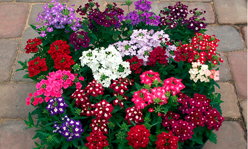 - Ảnh 3. - Ảnh 3.