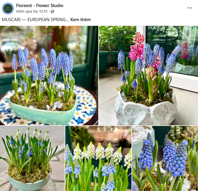 Lo&agrave;i hoa đang được chị em H&agrave; Nội săn l&ugrave;ng dịp Tết: Gi&aacute; chỉ bằng b&aacute;t phở m&agrave; sang chảnh như trời T&acirc;y, đặt đ&acirc;u cũng thấy lộc về - Ảnh 2.