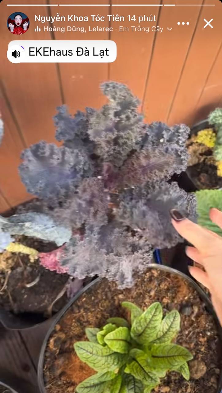 Tóc Tiên trở về biệt thự chung với Touliver  - Ảnh 1.