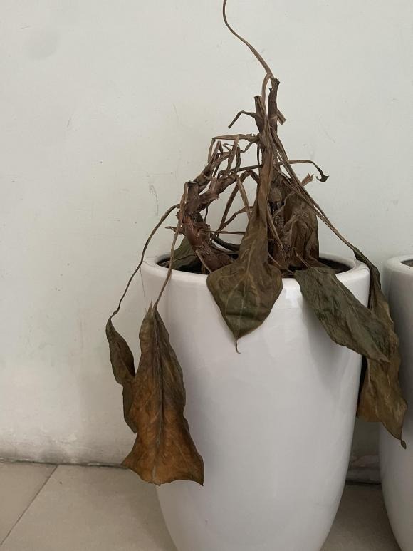 Ngàn vạn lần khuyên bạn: Phải vứt 8 thứ này trước Tết để "tẩy uế" nhà cửa, quét sạch vận xui - Ảnh 5.