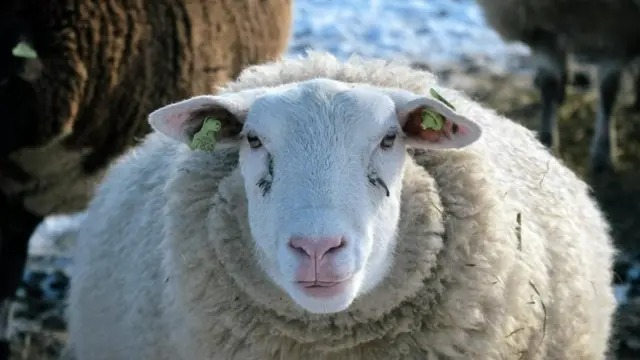 Giải m&atilde; b&iacute; ẩn đ&agrave;n cừu đi v&ograve;ng tr&ograve;n li&ecirc;n tục hơn mười ng&agrave;y kh&ocirc;ng nghỉ - Ảnh 2.