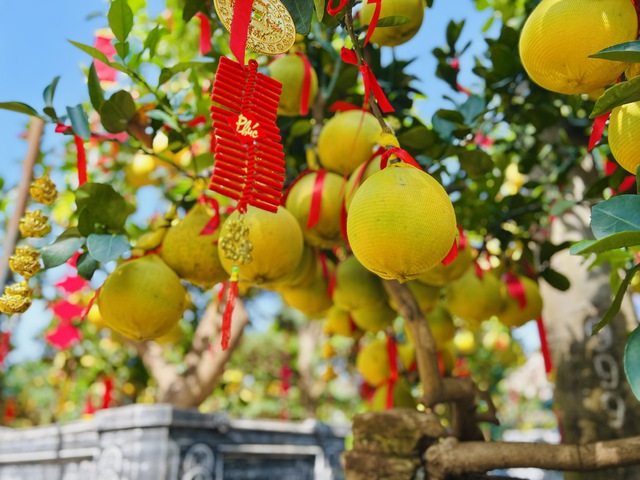 3 loại cây 'quốc dân' trưng Tết Bính Ngọ: 'Hút' tài lộc, may mắn- Ảnh 1.