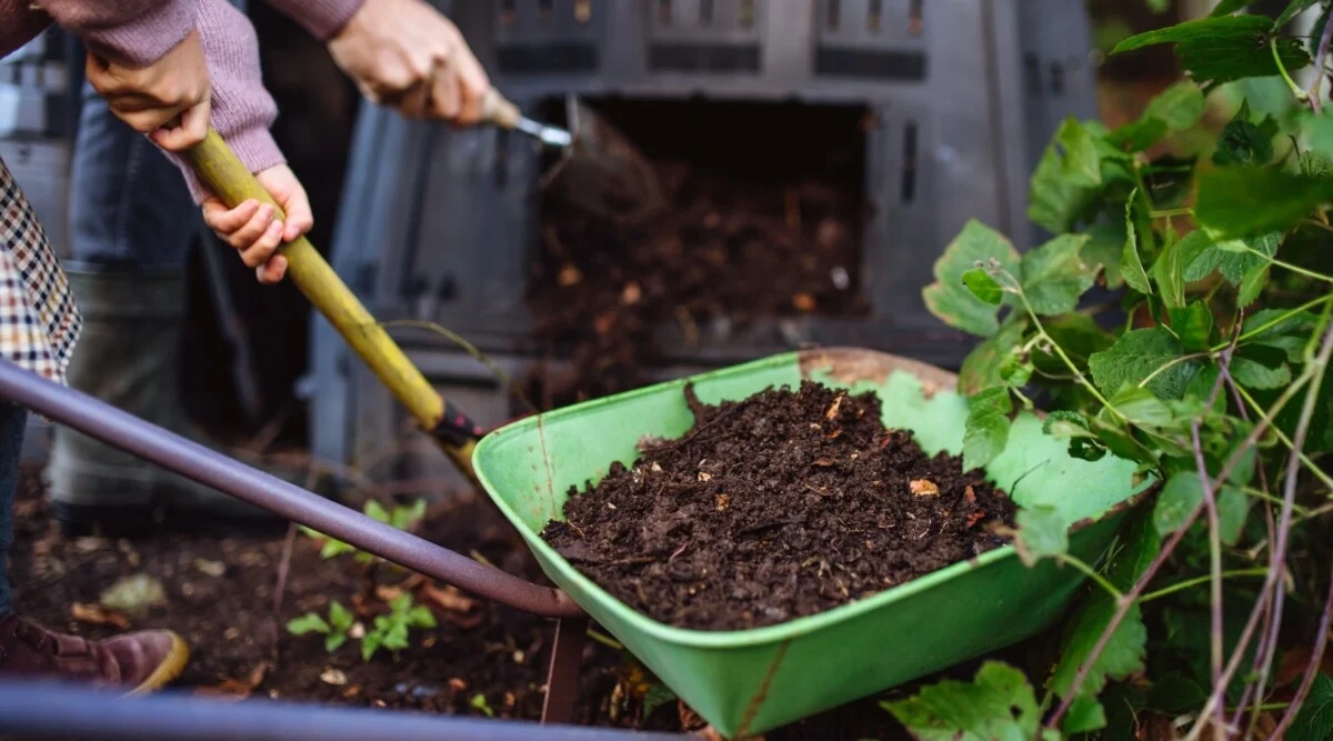 Rắc thứ này ra vườn, sâu bệnh biến mất, cây cối phát triển xanh tươi bất ngờ - Ảnh 2.