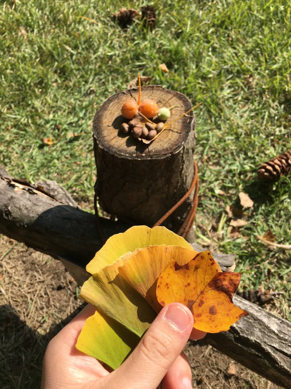 Sang tận H&agrave;n để chụp ảnh c&acirc;y l&aacute; v&agrave;ng sống ảo, kh&aacute;ch Việt ngỡ ng&agrave;ng v&igrave; m&ugrave;i lạ dưới gốc c&acirc;y- Ảnh 2.