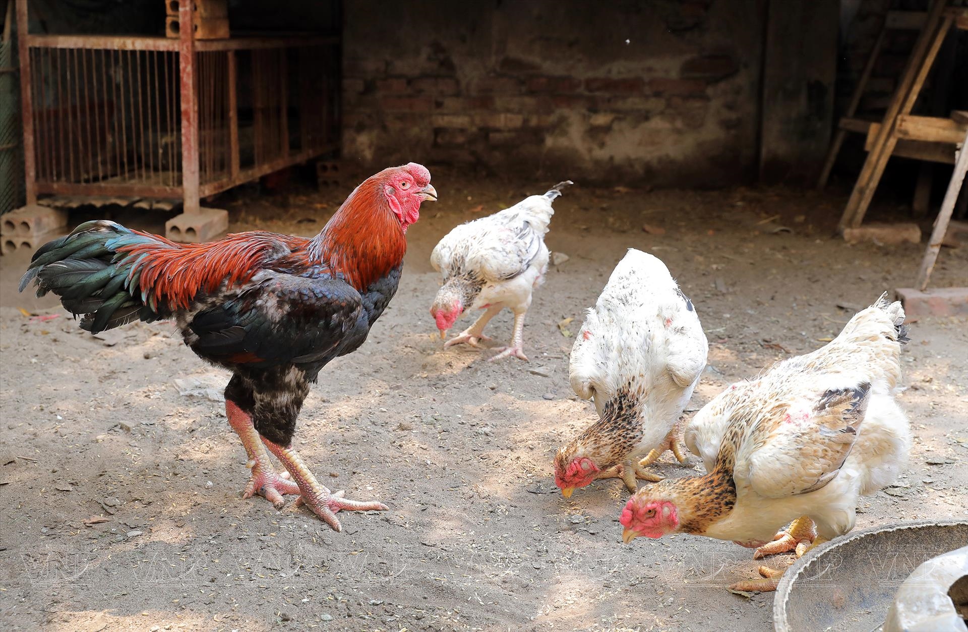 Chọn gà ăn Tết 2026: Top 7 giống gà ngon, thịt thơm, da giòn - Ảnh 2.