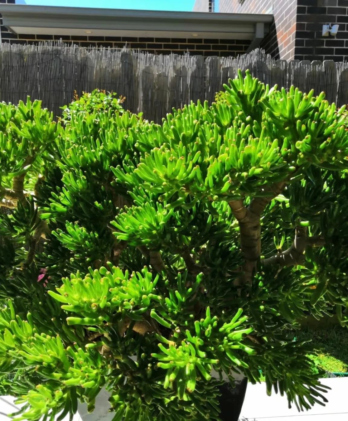 Tết Bính Ngọ bày 5 cây này trong nhà, tài lộc gõ cửa, cầu đâu trúng đó- Ảnh 2.