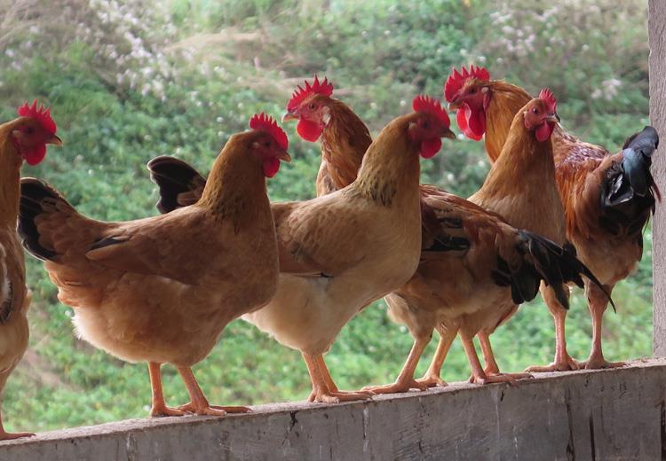 Chọn gà ăn Tết 2026: Top 7 giống gà ngon, thịt thơm, da giòn - Ảnh 3.