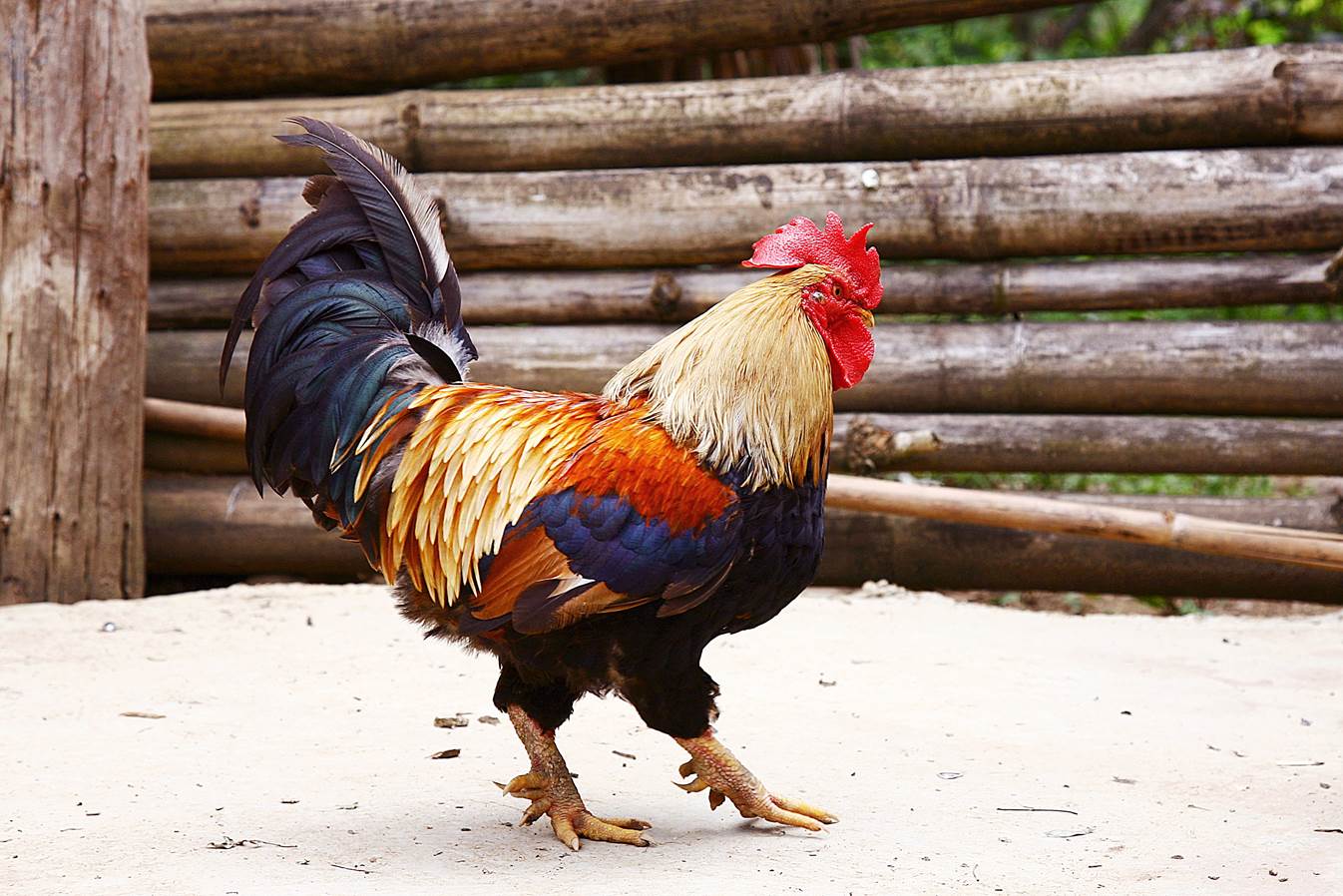 Chọn gà ăn Tết 2026: Top 7 giống gà ngon, thịt thơm, da giòn - Ảnh 7.