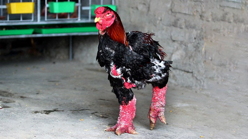 Chọn gà ăn Tết 2026: Top 7 giống gà ngon, thịt thơm, da giòn - Ảnh 1.