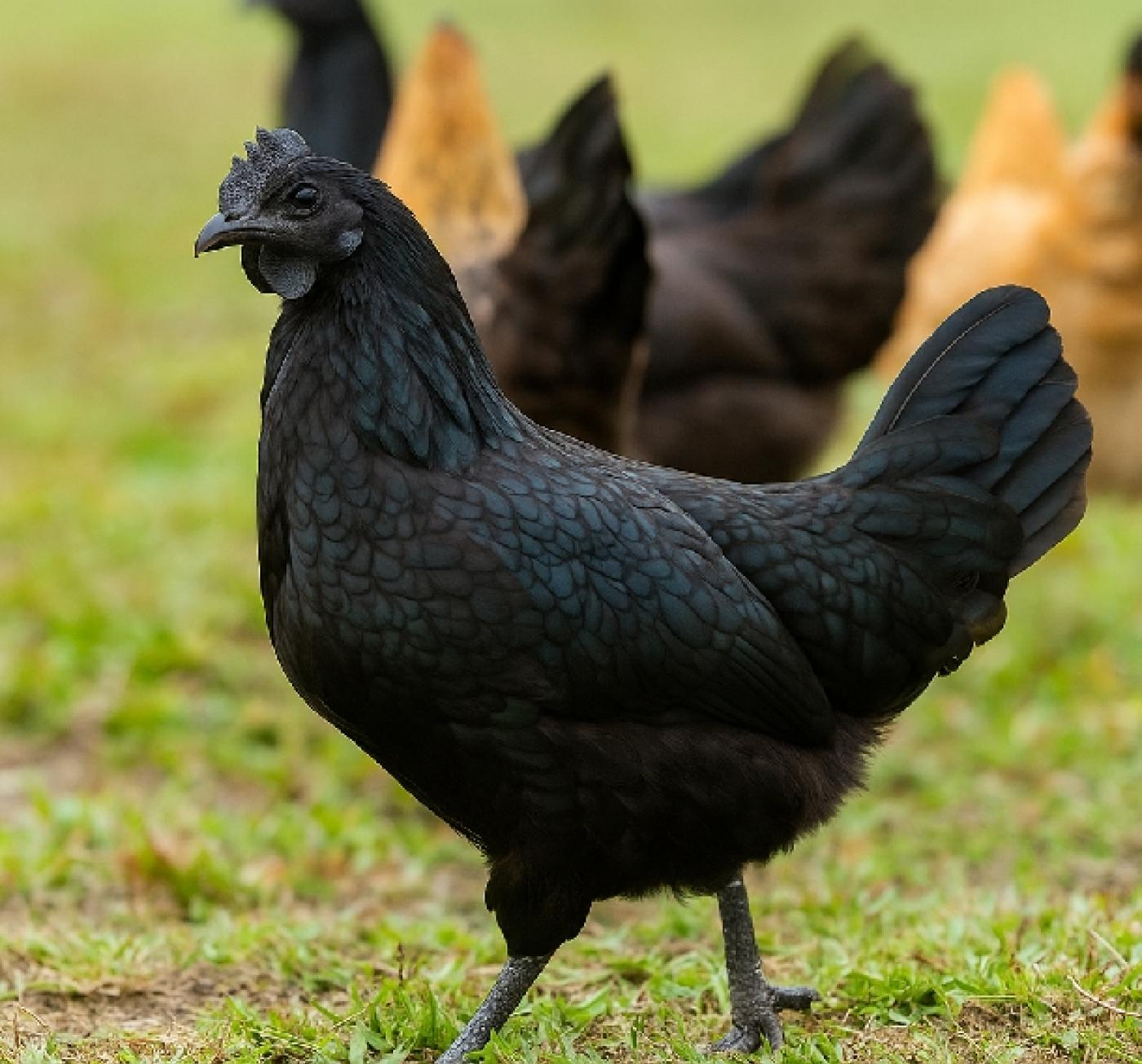 Chọn gà ăn Tết 2026: Top 7 giống gà ngon, thịt thơm, da giòn - Ảnh 6.