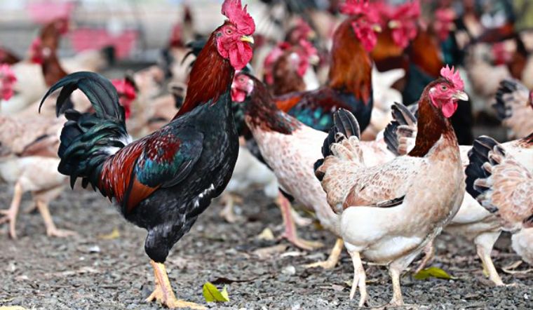 Chọn gà ăn Tết 2026: Top 7 giống gà ngon, thịt thơm, da giòn - Ảnh 4.