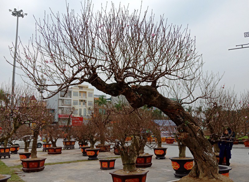 Vợ chồng tôi suýt mất ăn Tết vì cây đào thế chục triệu- Ảnh 1.