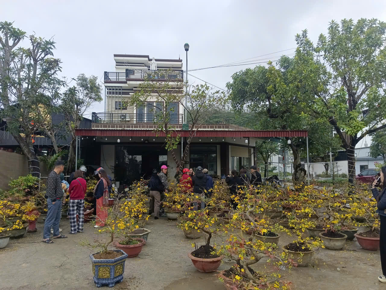 Người d&acirc;n Nghệ An ủng hộ người đ&agrave;n &ocirc;ng b&aacute;n mai Tết sau vụ bị lừa - Ảnh 2.