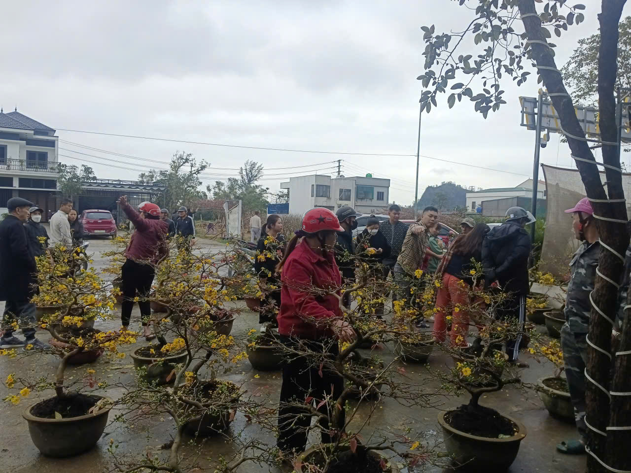 Người d&acirc;n Nghệ An ủng hộ người đ&agrave;n &ocirc;ng b&aacute;n mai Tết sau vụ bị lừa - Ảnh 4.