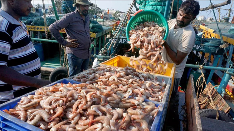 Ấn Độ tìm ra "mỏ vàng mới", giải bài toán sống còn của ngành kinh tế đứng thứ 2 thế giới- Ảnh 1.