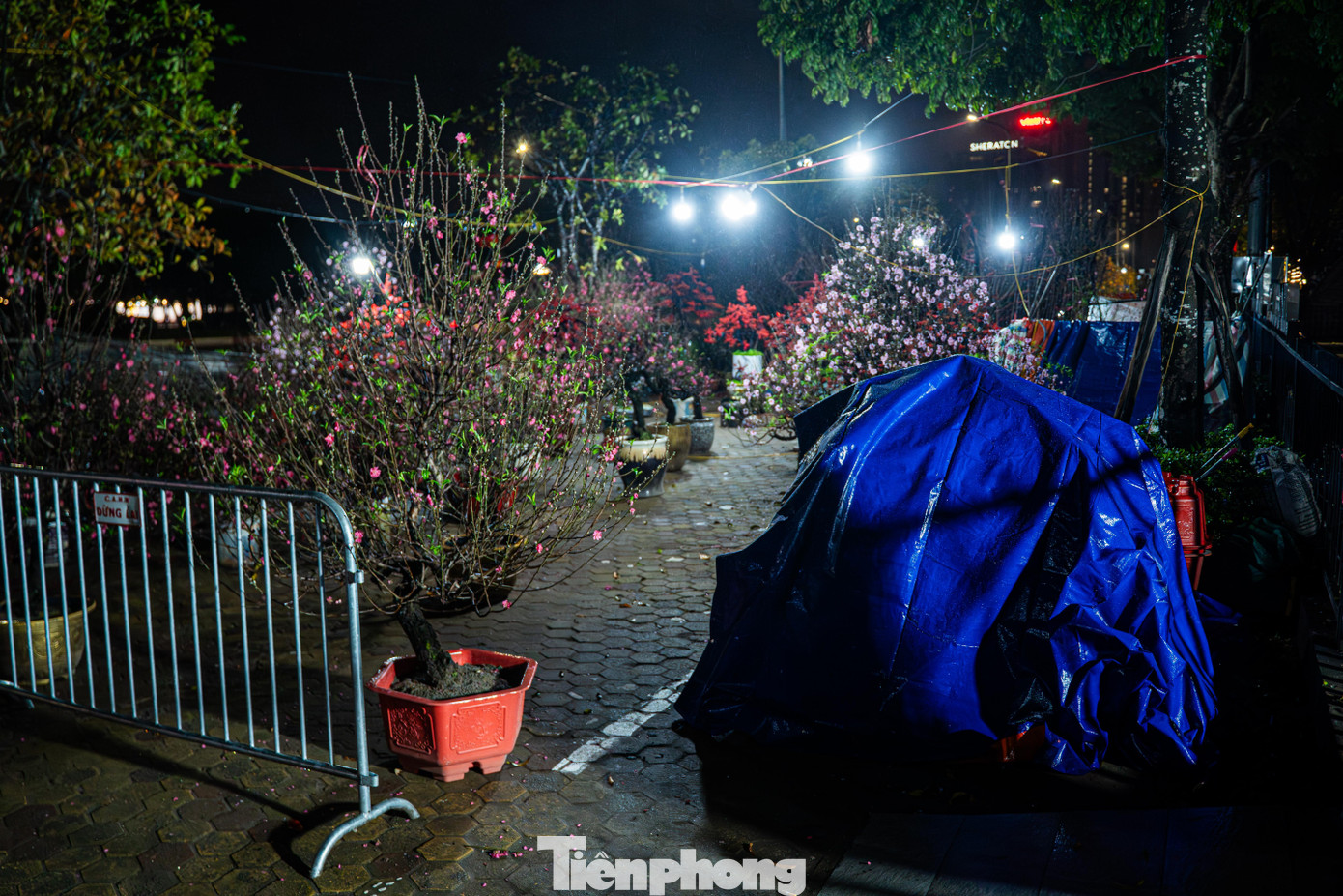 H&agrave; Nội mưa r&eacute;t thấu xương, tiểu thương trắng đ&ecirc;m tr&ocirc;ng đ&agrave;o quất- Ảnh 2.