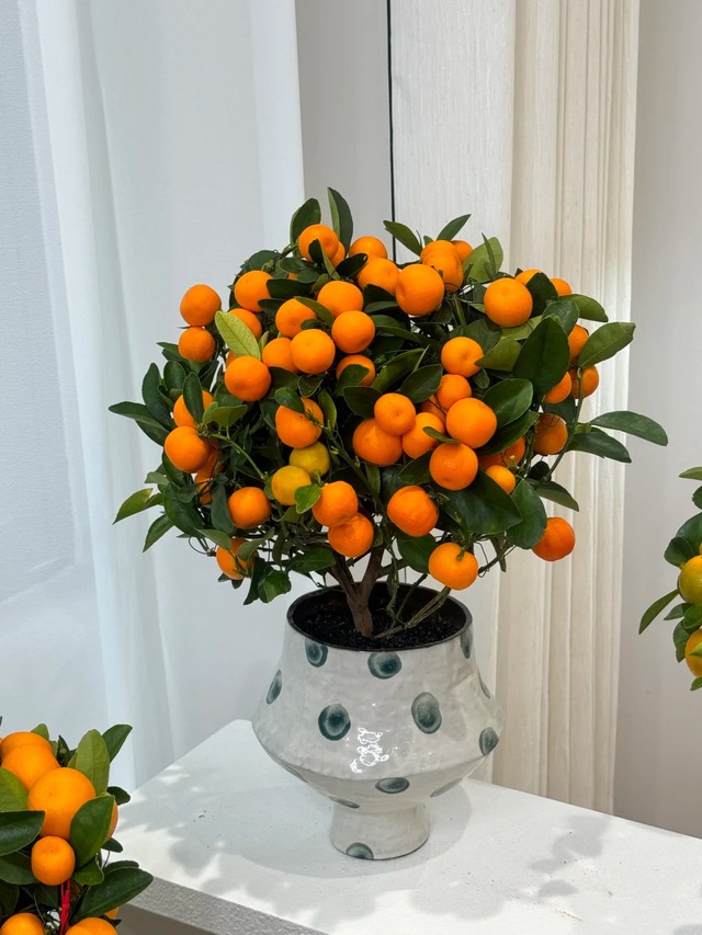 Vị trí đặt cây quất, cành đào ngày Tết kỵ nhất ảnh hưởng tài lộc - Ảnh 2.