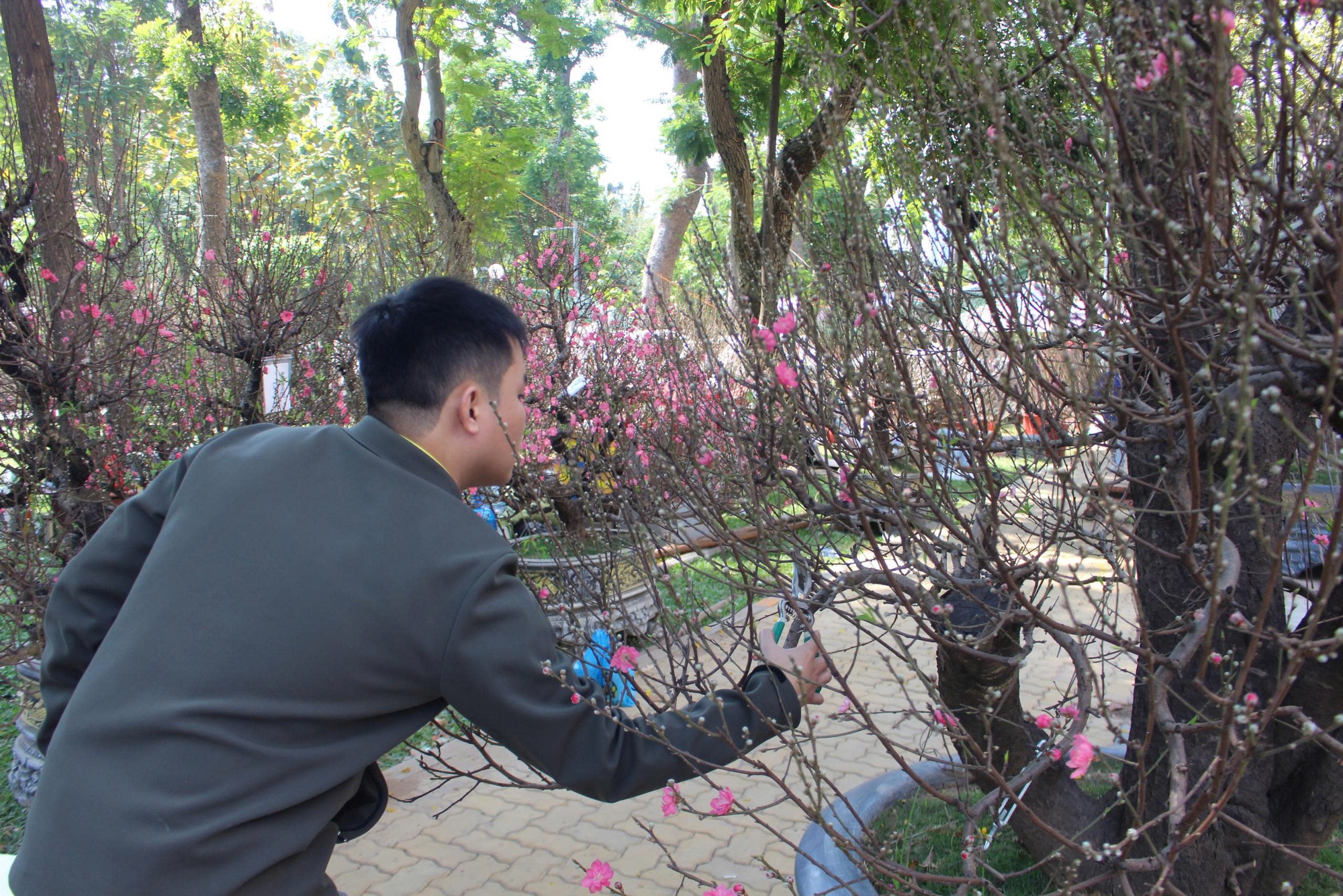 Đào cổ thụ tiền trăm triệu hút khách sớm ở chợ hoa TP HCM  - Ảnh 3.