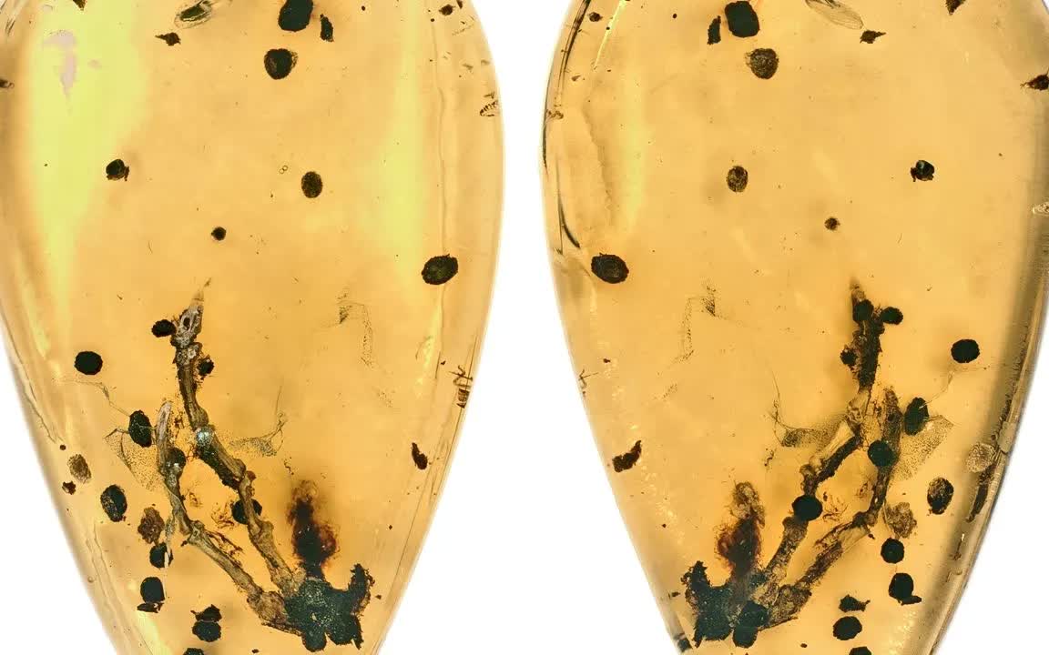 H&eacute; lộ manh mối về nguồn gốc của bệnh u xương - Ảnh 1.