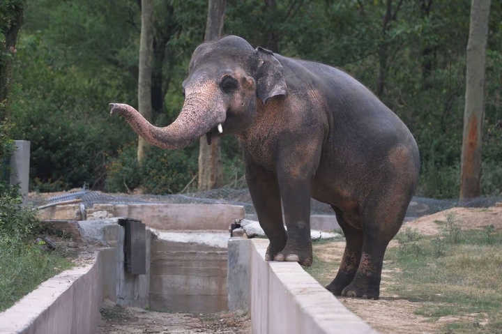 Giải cứu ch&uacute; voi c&ocirc; đơn nhất thế giới sau 35 năm bị xiềng x&iacute;ch - Ảnh 2.