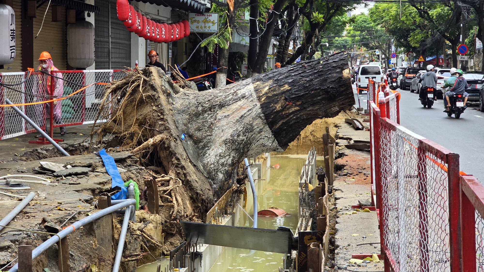 C&acirc;y cổ thụ bật gốc giữa đ&ecirc;m ở Đ&agrave; Nẵng g&acirc;y hoang mang cho người d&acirc;n - Ảnh 2.