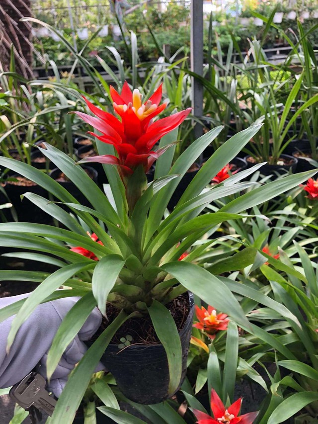 12 con giáp trồng cây gì trong tháng 3 để kích hoạt tài vận?- Ảnh 1.