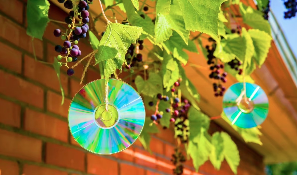 A Cd 2 1773215881193 1773215881355533425025