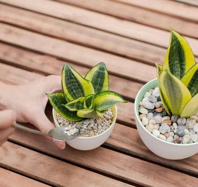 Cảnh b&aacute;o sức khỏe khi b&agrave;y hoa từ Tết v&agrave; ng&agrave;y Rằm - Ảnh 3.