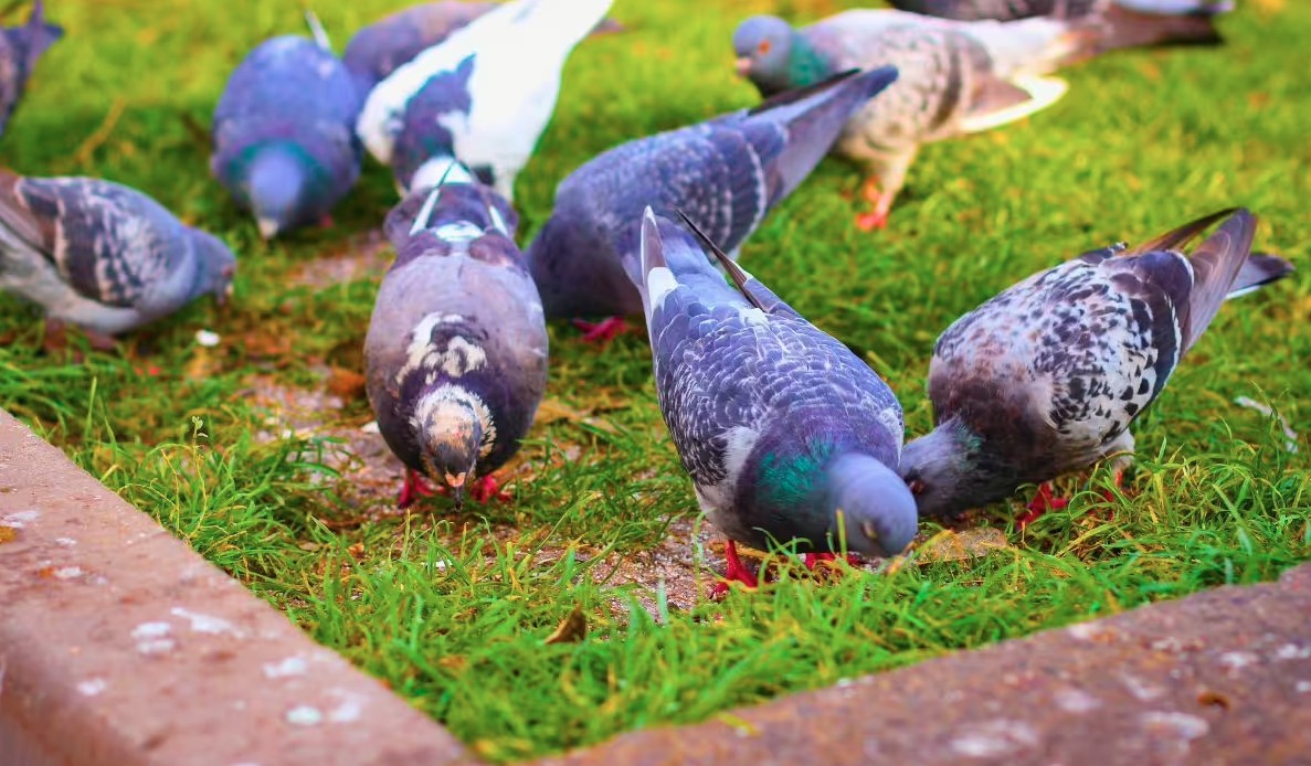 Chim Bo Cau 1773215879860 1773215880251419624625