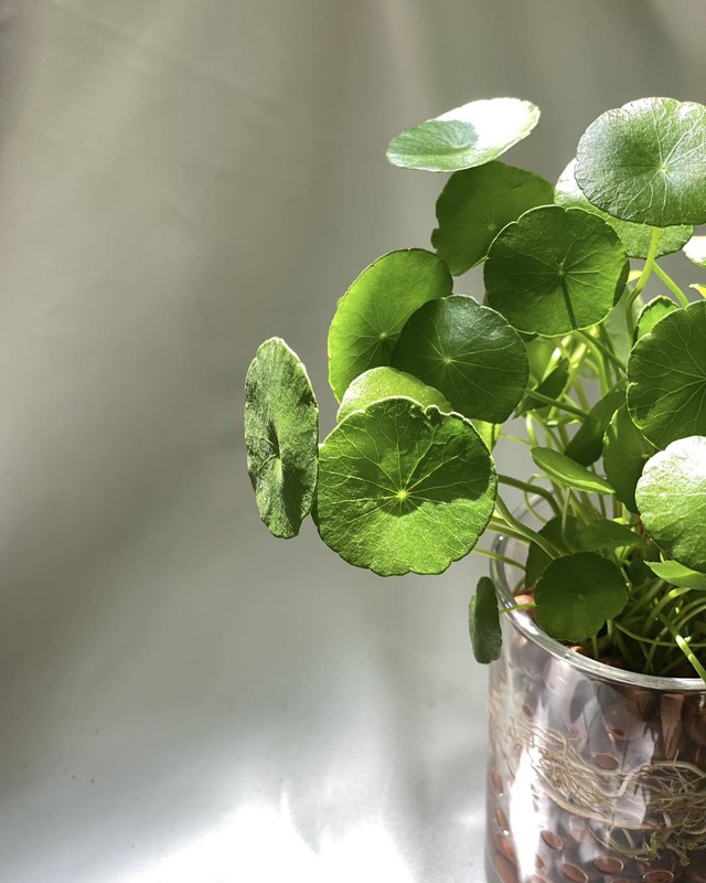 12 con giáp trồng cây gì trong tháng 3 để kích hoạt tài vận?- Ảnh 2.