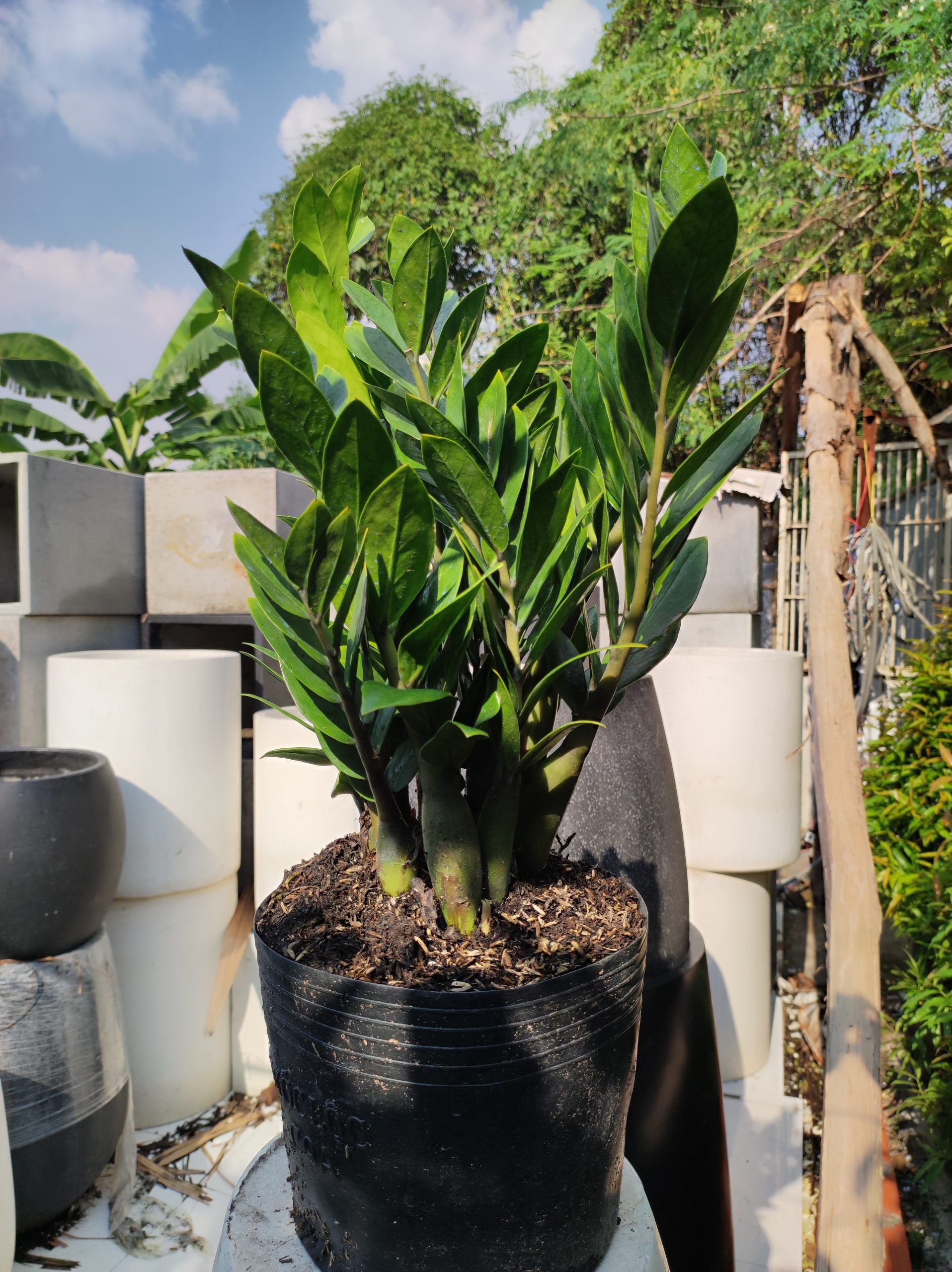 C&acirc;y kim tiền - c&acirc;y phong thủy quốc d&acirc;n k&iacute;ch t&agrave;i lộc - Ảnh 2.