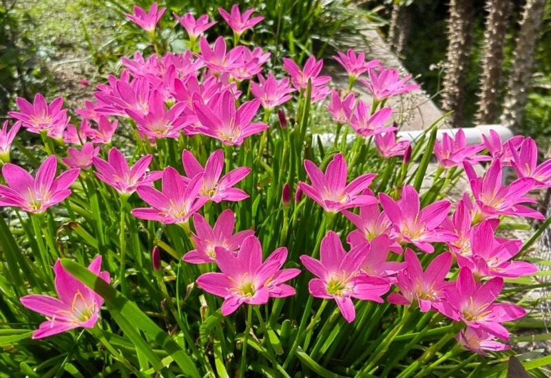 Huệ mưa - cỗ m&aacute;y nở hoa tuyệt đẹp cho kh&ocirc;ng gian sống năm 2026 - Ảnh 5.