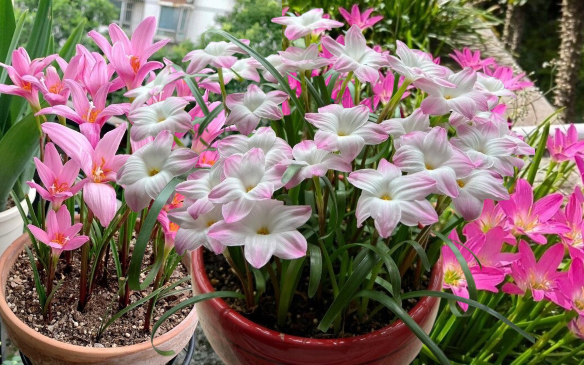 Huệ mưa - cỗ m&aacute;y nở hoa tuyệt đẹp cho kh&ocirc;ng gian sống năm 2026 - Ảnh 1.