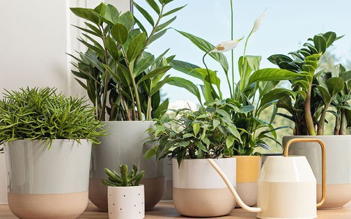 3 loại c&acirc;y "h&uacute;t" vượng kh&iacute; n&ecirc;n trồng trước cổng nh&agrave; - Ảnh 4.