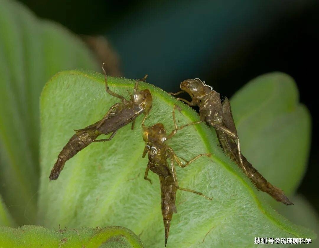 Ấu tr&ugrave;ng chuồn chuồn ăn 3.000 con muỗi mỗi năm nhưng lại trở th&agrave;nh m&oacute;n ăn kho&aacute;i khẩu của con người - Ảnh 1.