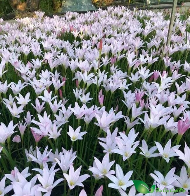 Huệ mưa - cỗ m&aacute;y nở hoa tuyệt đẹp cho kh&ocirc;ng gian sống năm 2026 - Ảnh 4.