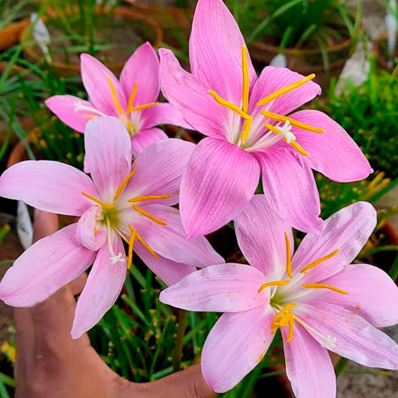 Huệ mưa - cỗ m&aacute;y nở hoa tuyệt đẹp cho kh&ocirc;ng gian sống năm 2026 - Ảnh 6.